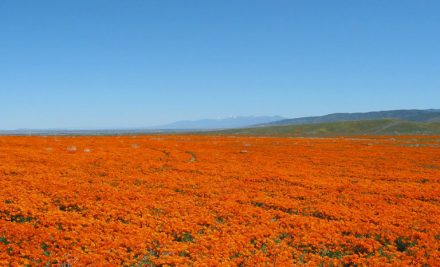 Antelope Valley